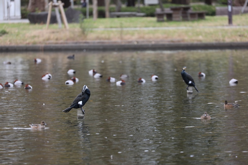 5D4_2705.jpg