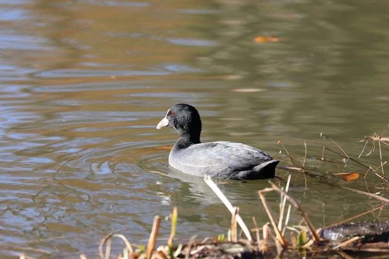 5D4_3538.jpg