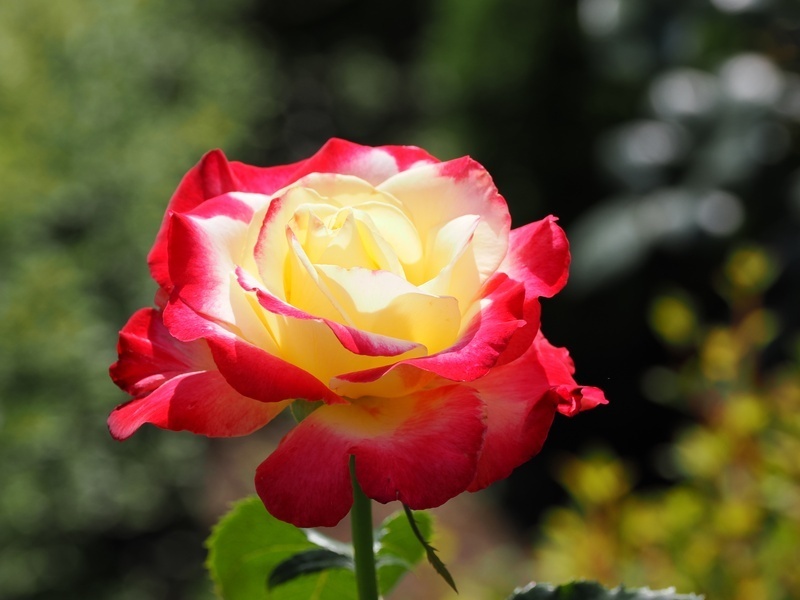 OM018273.jpg