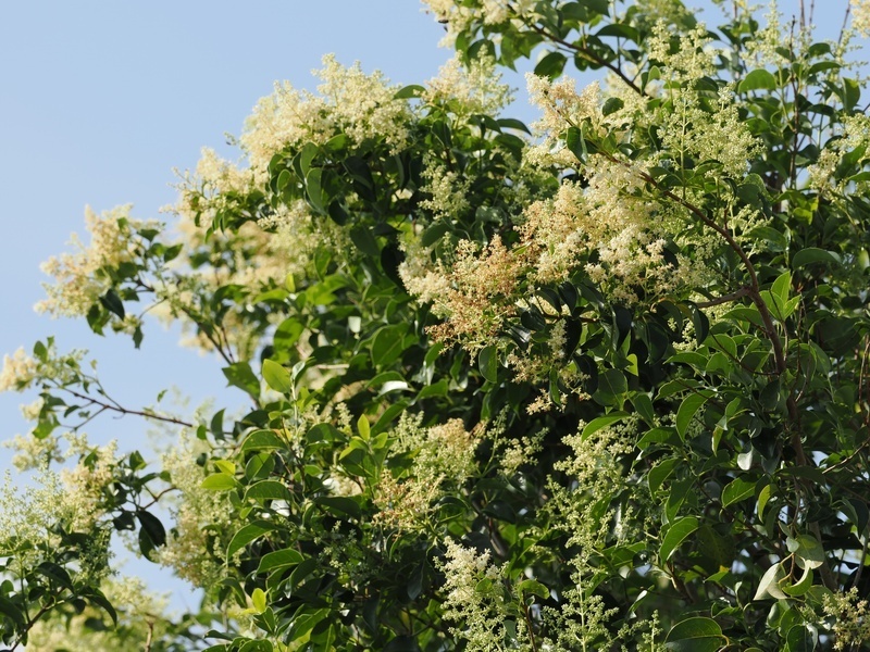 OM023538.jpg
