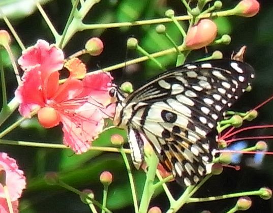R0011592-crop.JPG