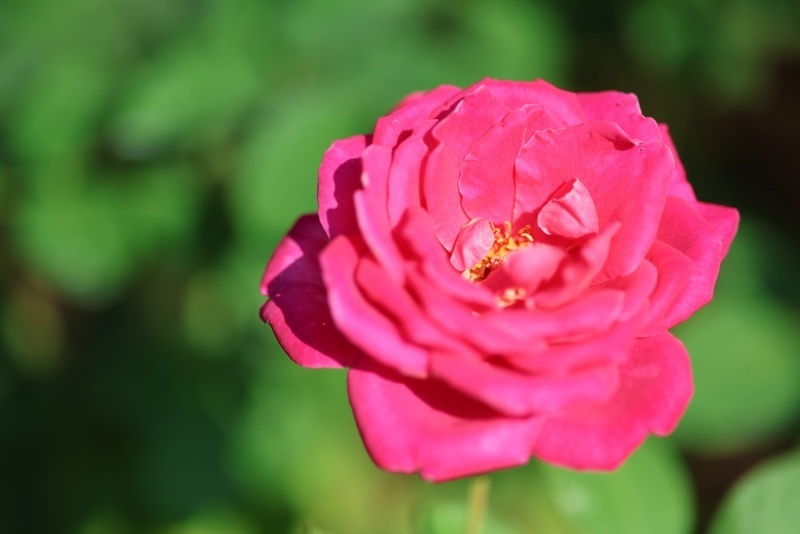R52_2673.jpg
